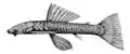 Chaetostoma thomsoni
