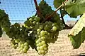 Winogrona szczepu chardonnay