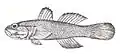 Bathygobius cotticeps