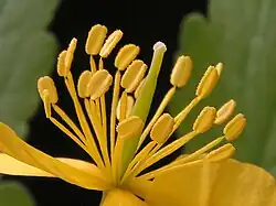 Pręciki i słupek w kwiecie