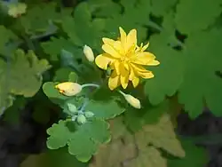 Odmiana 'Flore Pleno'