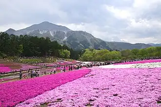 Shibazakura na tle góry Bukō (1304 m)