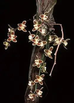 Chiloschista lunifera