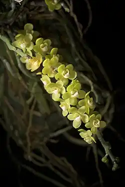 Chiloschista parishii