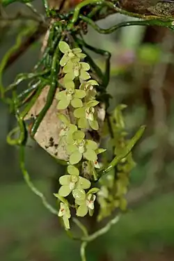 Chiloschista segawae