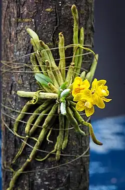 Chiloschista trudelii