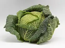Kapusta włoska