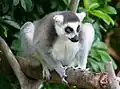 Lemur katta
