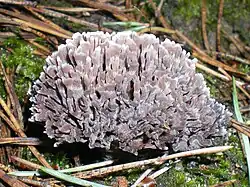 Chropiatka cuchnąca