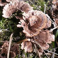 Chropiatka lejkowata