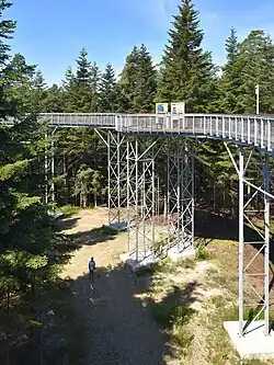 Ścieżka w koronach drzew