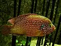 Rubricatochromis bimaculatus