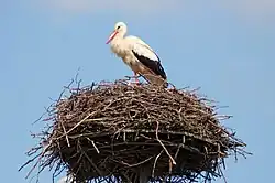Bocian biały w gnieździe