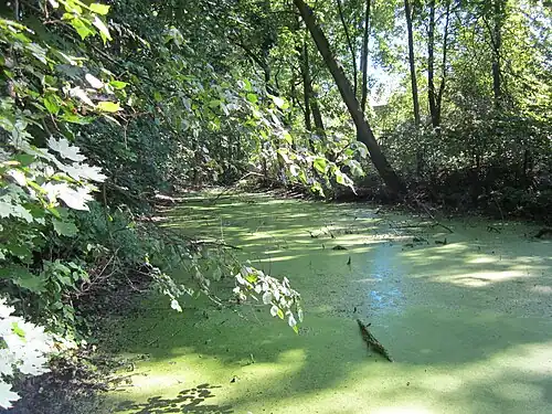 Fosa zamkowa w Ciechanowcu