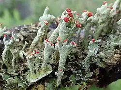 Podecja z owocnikami