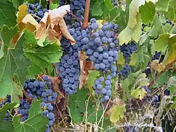 'Cabernet Sauvignon'