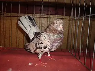 Odmiana z rozmytym, wielobarwnym upierzeniem