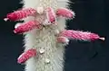 Pseudocefalia u Cleistocactus strausii