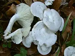 Lejkówka jadowita (Clitocybe rivulosa)