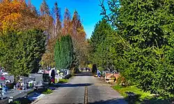 Aleja we wschodniej części cmentarza, widok na północ