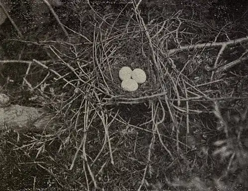 Gniazdo kukawika czarnodziobego