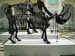 Nosorożec włochaty (Coelodonta antiquitatis Blumenbach) z Górnego Śląska