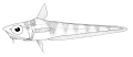 Coelorinchus fasciatus