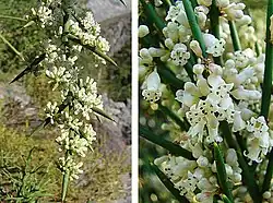 Colletia hystrix