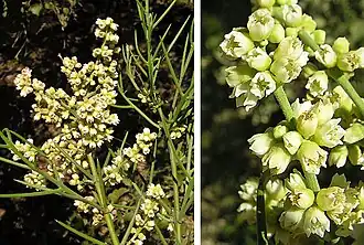 Colletia spinosissima