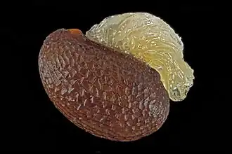 Nasiono z elajosomem