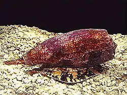 Stożek geograficzny