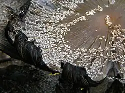 Kapelusz dojrzałego owocnika