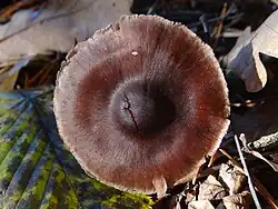 Szeroki garbek u zasłonaka wrzecionowatozarodnikowego