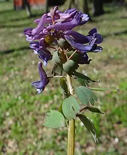 Kwiatostan kokoryczy pełnej
