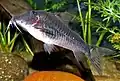 Corydoras semiaquilus