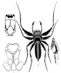 Cosmophasis micarioides L. Koch (opisany przez L. Koch 1880)