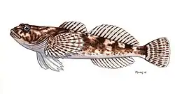 Cottus poecilopus
