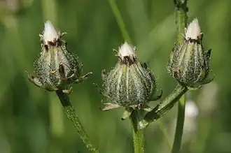 Koszyczki po przekwitnięciu