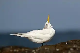 Osobnik leucystyczny; Collaroy, północne przedmieścia Sydney
