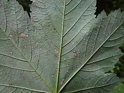 Objawy na dolnej stronie liścia