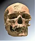 Czaszka mężczyzny