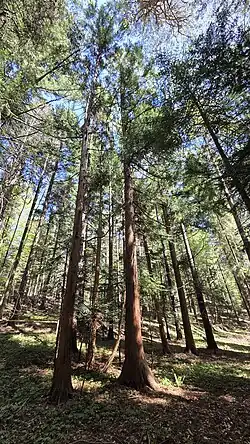 Najstarsze kryptomerie japońskie w Polsce