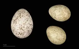 Jajo kukułki i jaja pliszki żółtej