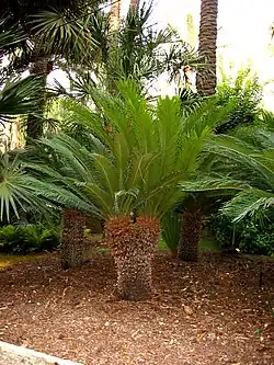 Pokrój starszego sagowca