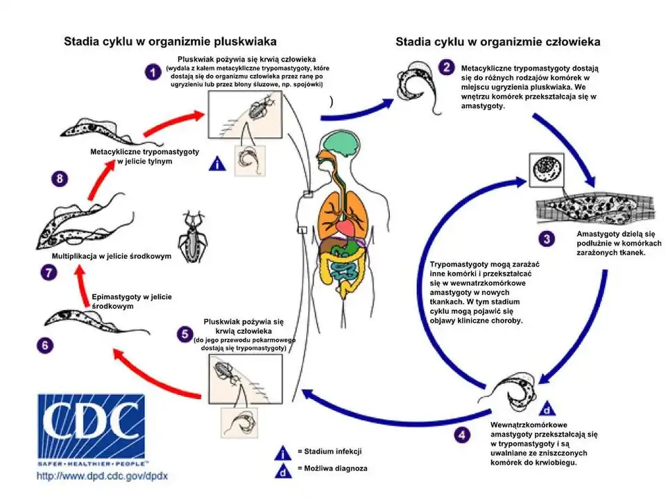 Cykl życiowy Trypanosoma cruzi