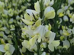 Kwiaty odmiany 'Albus'