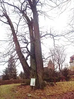 Dąb „Maćko” obok zamku w Strzmielach