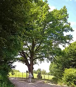 Dąb z tabliczką o profesorze Z.&nbsp;Wiluszu w Kazimierzu Dolnym