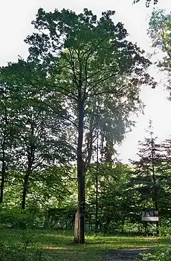 Dąb esperantystów w Sopocie upamiętniający XIX kongres w Gdańsku