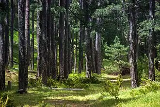 Las na terenie parku narodowego (2020)